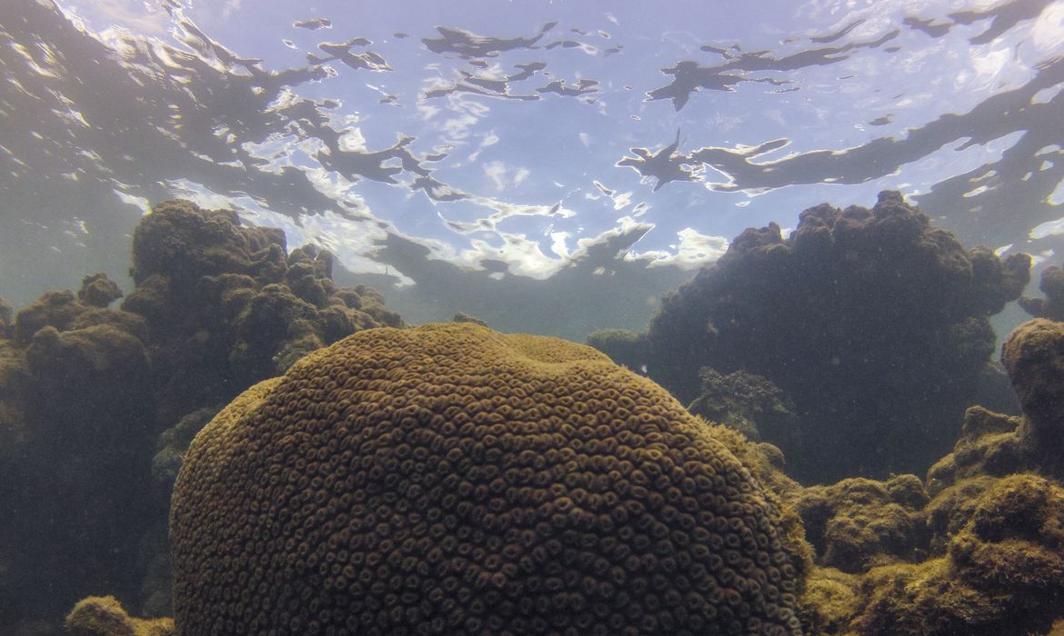 Tamandaré (PE), 25/10/2023 - Coral Montastraea cavernosa no recife Pirambu, na APA Costa dos Corais. Foto: Fernando Frazão/Agência Brasil