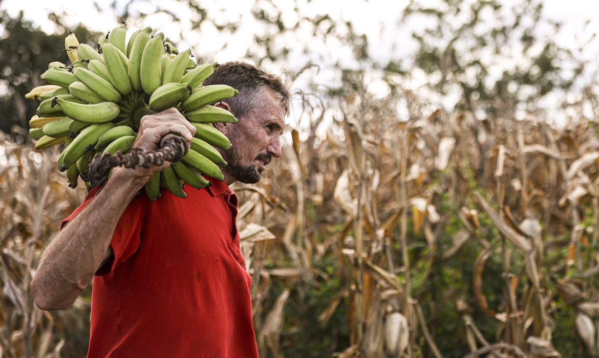 Mauriti (CE), 26/05/2025 - O pequeno agricultor da comunidade Canabravinha, Albino Viana, diz que sofre com a escassez de água e espera poder irrigar sua produção com as águas da transposição do rio São Francisco. Foto: Marcelo Camargo/Agência Brasil