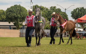 Macaé vira destaque nacional com exposição do Mangalarga Marchador