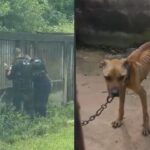 Homem é detido por maus-tratos a cães durante operação policial em Magé