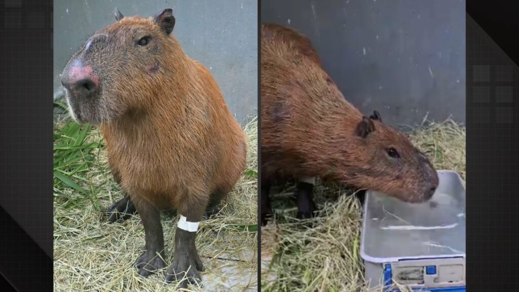 Homens são multados em R$ 20 mil por espancamento de capivara no Rio; caso aplica nova lei pela primeira vez