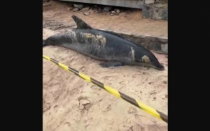 Golfinho é encontrado morto na Praia Azeda e mobiliza equipes ambientais