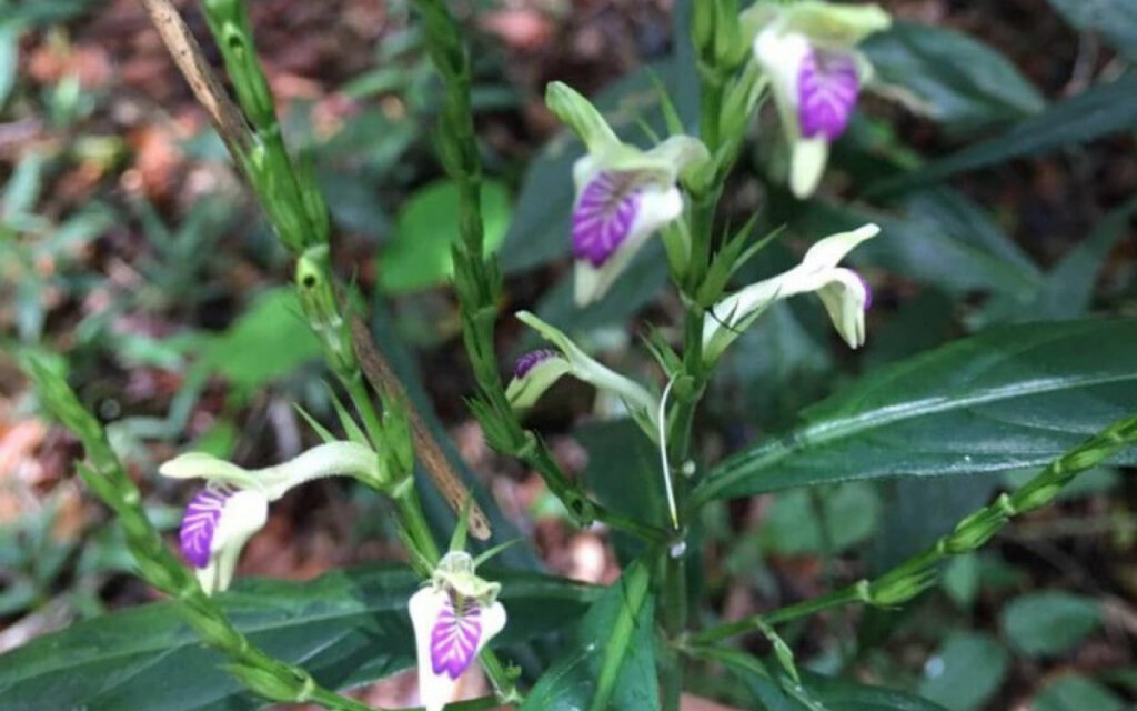 Espécie rara reaparece após mais de 100 anos e surpreende pesquisadores na Região Serrana do RJ