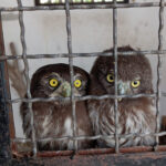 ASAS registra 240 atendimentos em março e reforça proteção à fauna silvestre em São Gonçalo