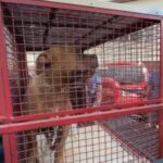 Tutor é detido após ataque de pitbull deixar dois feridos em Ramos