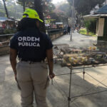 Operação resgata 20 pássaros vendidos ilegalmente em feira na Tijuca
