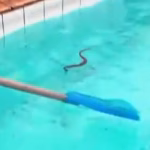 Centro Olímpico de Nova Iguaçu registra aparecimento de cobras e frequentadores denunciam abandono