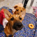 Nova Iguaçu realiza campanha de adoção de cães e gatos neste domingo no Shopping Nova Iguaçu