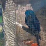 PF resgata araras, coruja e dezenas de animais em operação contra tráfico em Niterói