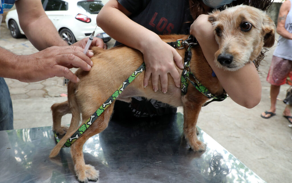 Campanha de bem-estar animal oferece vacinação, microchipagem e adoção no Planetário do Rio