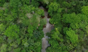 Área queimada no Brasil cai 31% em 2025 e Amazônia registra menor índice em mais de quatro décadas