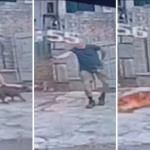 Cachorro é morto a tiros na Tijuca e câmeras registram ação