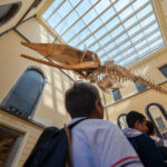 Museu Nacional prorroga exposições gratuitas até 25 de outubro