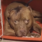 Menina de 3 anos morre após ataque de pitbull em Cosmos
