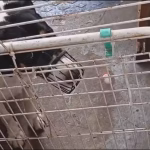 Donos de creche para cães em Botafogo são indiciados por suspeita de maus-tratos