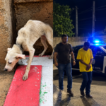 Homem é preso por suspeita de maus-tratos contra cachorro em Japeri
