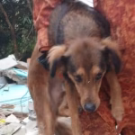 Choro ouvido por adolescente leva ao resgate de cachorro após cinco dias soterrado em Niterói